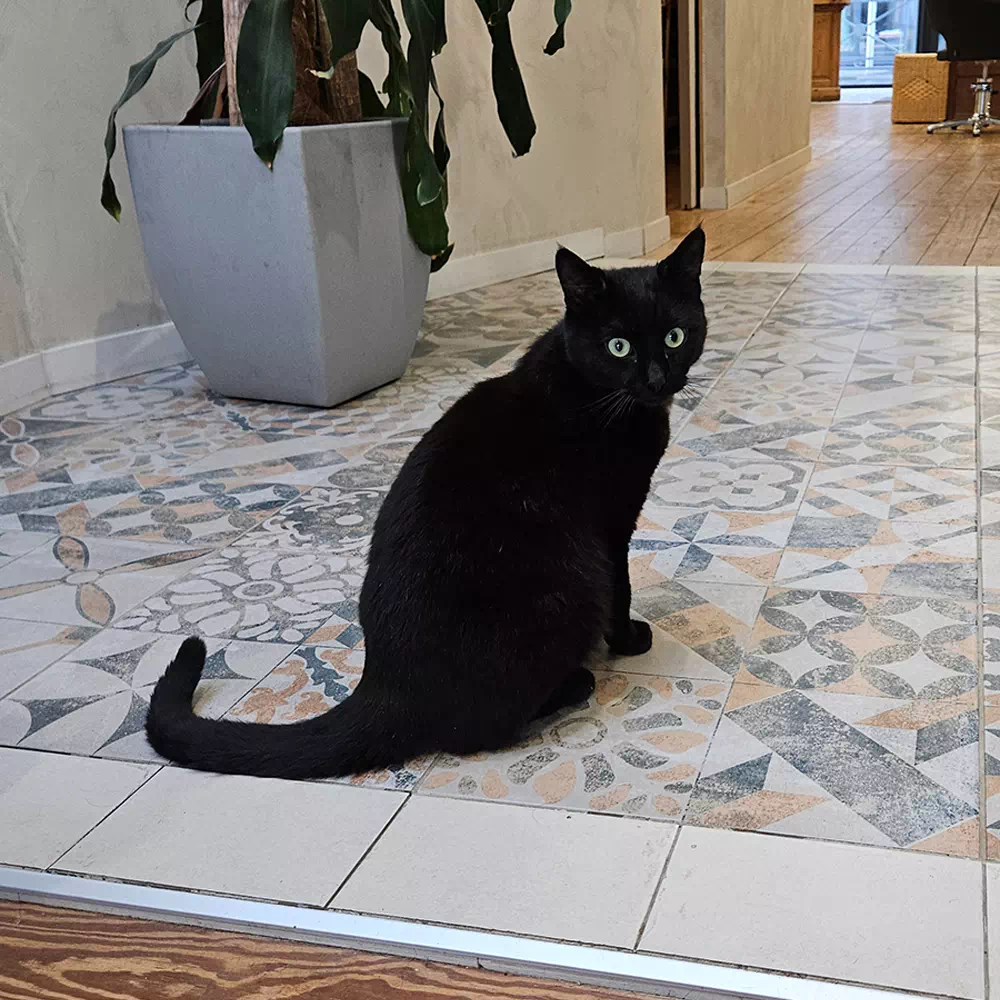 MERLIN MERLIN